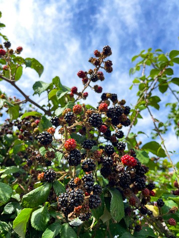 Stock photo showing wild blackberries fruiting during the late summer months. These blackberry plants are growing in a wild hedgerow, being covered with their rich ripe black fruits, ready to be picked by people or hungry birds.