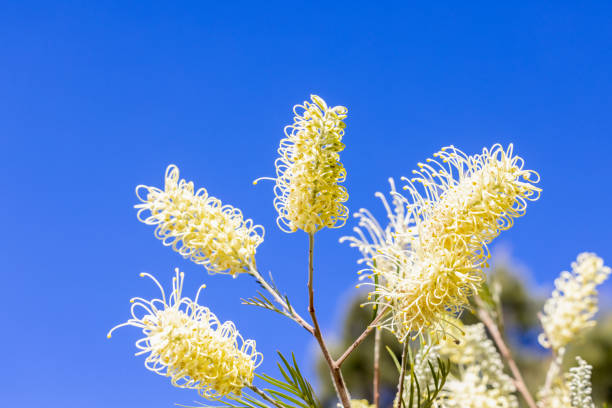 istock White Grevillea Moonlight flowers, nature background with copy space 1422324677
