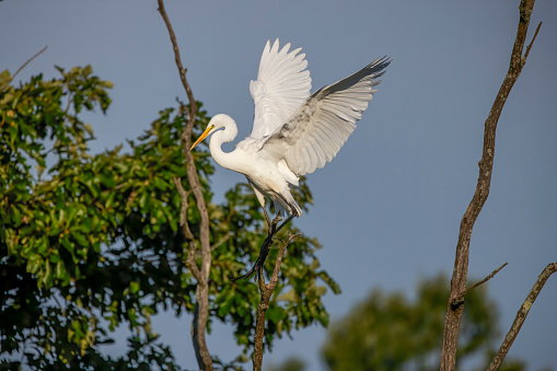 The great egret (Ardea alba)  also known as the common egret, large egret, or  great white egret or great white heron