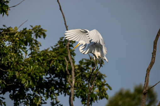 The great egret (Ardea alba)  also known as the common egret, large egret, or  great white egret or great white heron