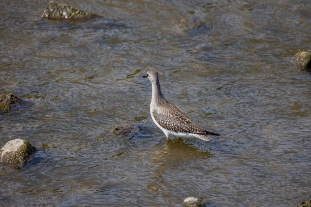 istock The lesser yellowlegs (Tringa flavipes) on the river. 1422328810
