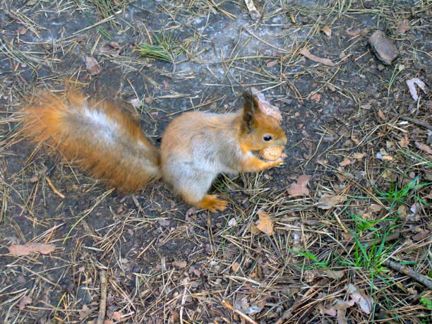 istock A squirrel runs along the asphalt in a city park with a walnut in its teeth 1422330754