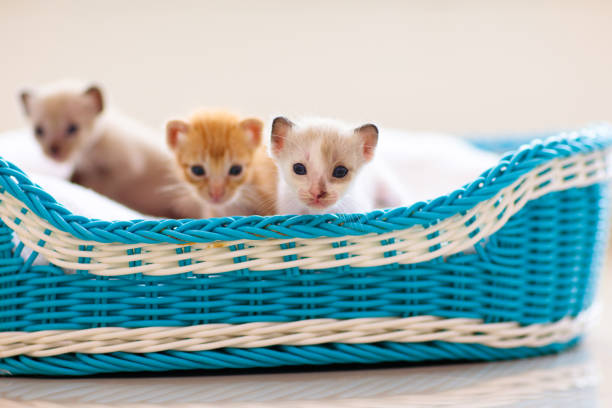 Kitten in a basket. Baby cat at home. Pets and domestic animals care.