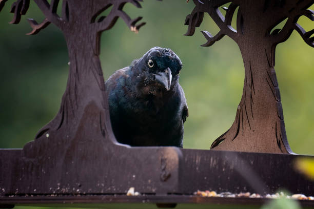 grackle przybywa do karmnika dla ptaków - etes zdjęcia i obrazy z banku zdjęć