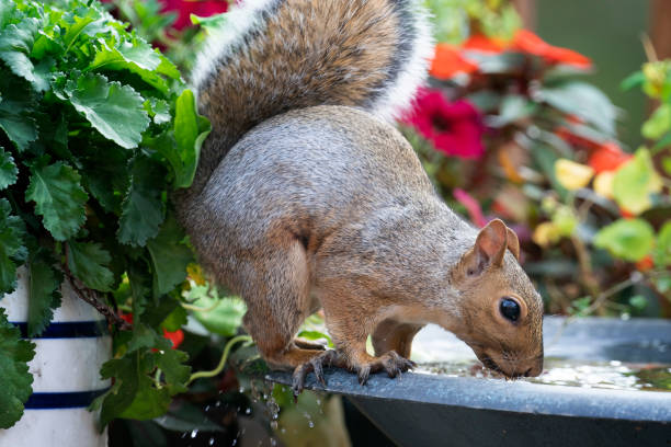 istock A Gray Squirrel arrives at the garden bird bath 1422334937