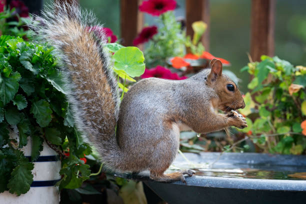 istock A Gray Squirrel arrives at the garden bird bath 1422334959