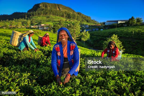 Tamil Women Plucking Tea Leaves On Plantation Ceylon Stock Photo - Download Image Now
