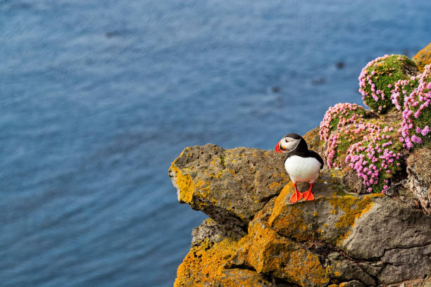 istock Puffin in Latrabjarg, Iceland 1422344208