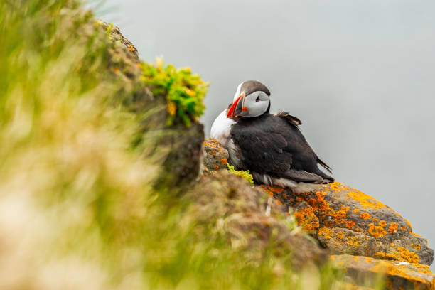 Atlantic puffin standing on cliff in nature in West Fjords in Latrabjarg, Iceland