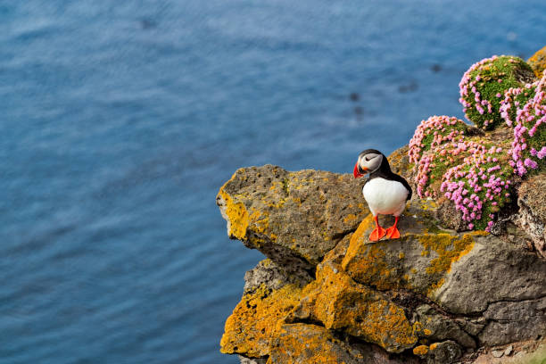 istock Puffin in Latrabjarg, Iceland 1422344222