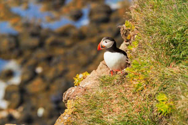 Atlantic puffin standing on cliff in nature in West Fjords in Latrabjarg, Iceland