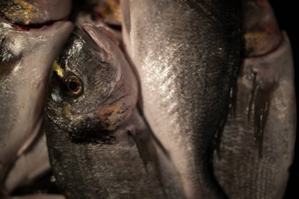 istock Close-up of a fish called sea bream 1422347908