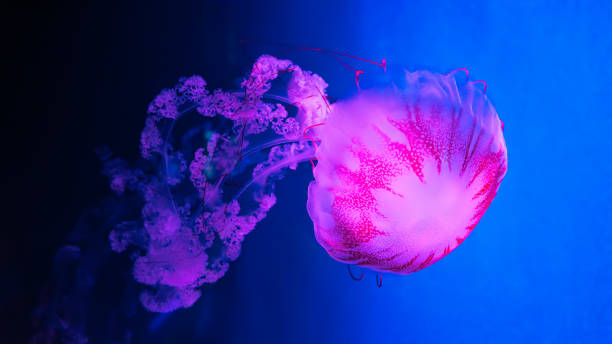 푸른 물에 빛나는 해파리 chrysaora plocamia. 다이빙, 열학, 해저 생활 - aquarium biology jellyfish nature 뉴스 사진 이미지