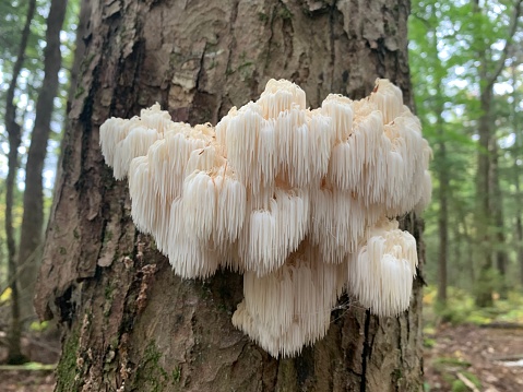 Mushrooms: Panellus Stipticus - Mycenaceae