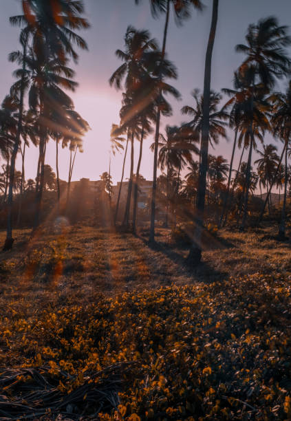 istock Sunset in Paiva beach 1422350151