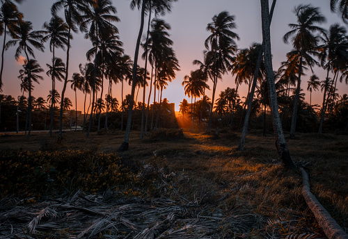 Cabo de Santo Agostinho district, Pernambuco state, Brazil:Sunset, Coconut palm trees, nature, sunlight.