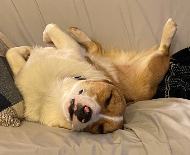 istock I sleep how I want to 1422353387