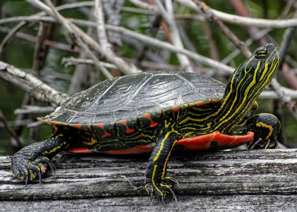 Close-up of western painted turtle on log
