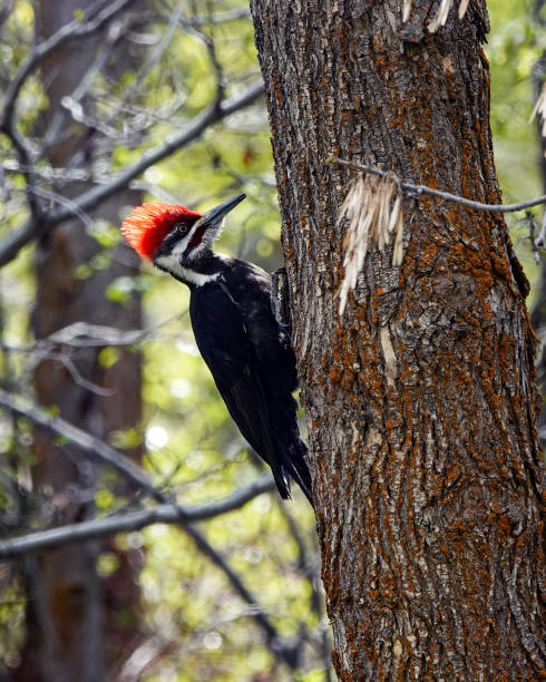 istock Pileated woodpecker in sunshine on tree trunk 1422354166