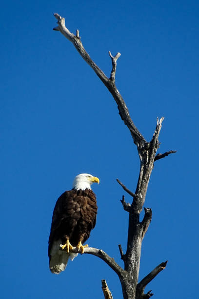 istock Bald eagle in profile perched in dead treetop against bright blue sky 1422354176