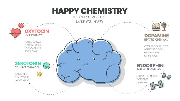 happy chemistry infografik hat 4 arten von chemischen hormonen wie oxytocin (liebe), serotonin (beruhigend), dopamin (belohnung) und endorphin (schmerzmittel). glückliches chemikalienkonzept. präsentationsfolie. - hormone stock-grafiken, -clipart, -cartoons und -symbole