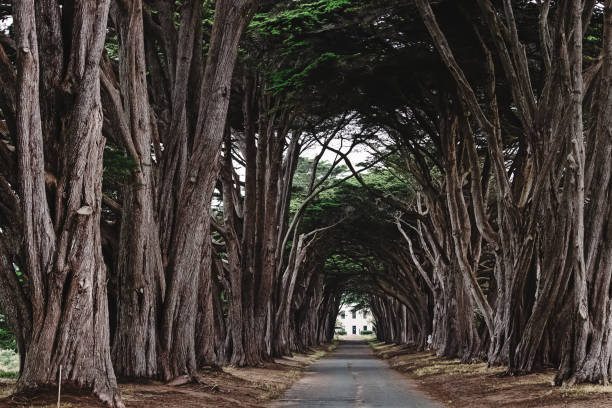 istock Cyprus tree tunnel with no people 1422361106