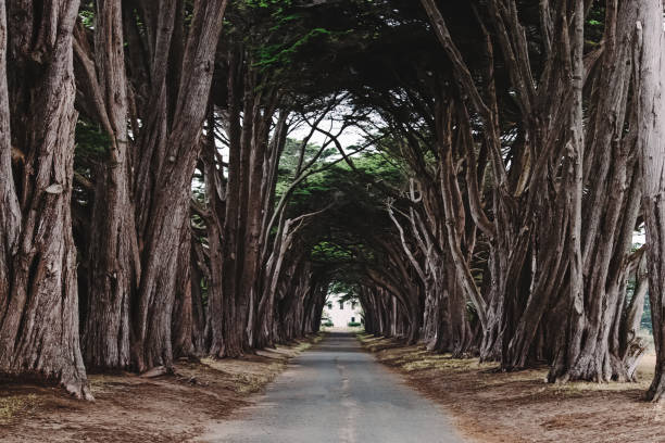 istock Cyprus tree tunnel with no people 1422361184