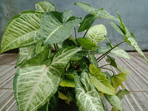 Syngonium podophyllum ornamental plants. Houseplant.