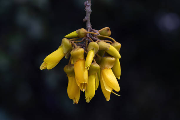 Kowhai tree flowers closeup, New Zealand