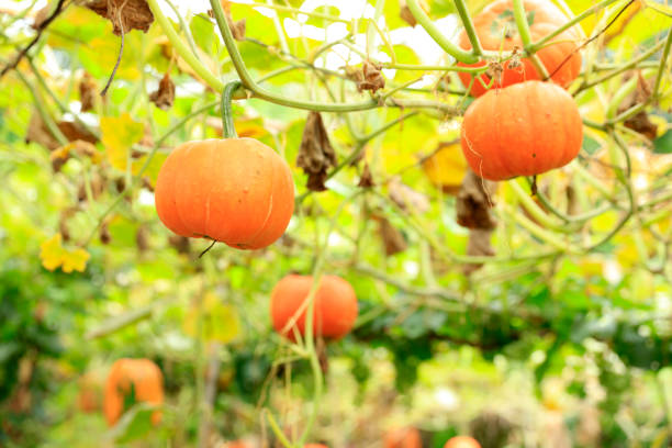 Little pumpkin growing on a pumpkin patch, Agricultural field site
