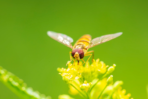 Syrphid flies, A hoverfly on a flower, A close-up