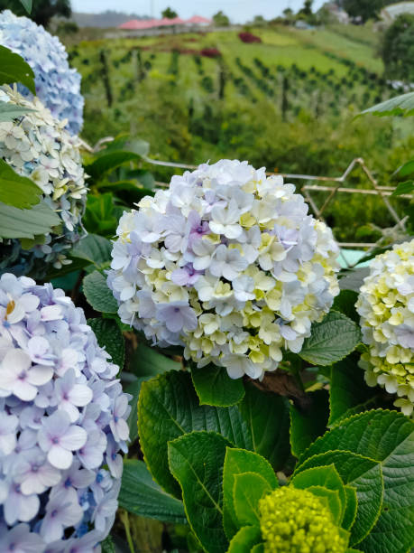 istock Big Leaf Hydrangea flower is blooming in the morning with bokeh background 1422376627