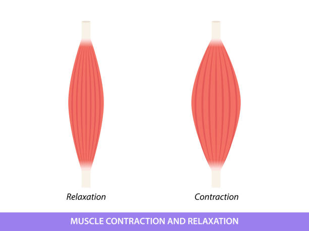 ilustracja skurczu i relaksacji mięśni - muscular build obrazy stock illustrations