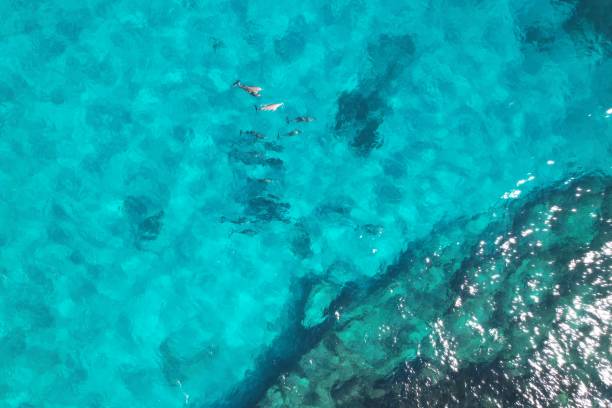 istock Drone photo of dolphins in the ocean 1422379449