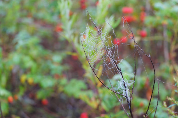 A web woven on a dry branch, covered with morning dew droplets. Selective focus.