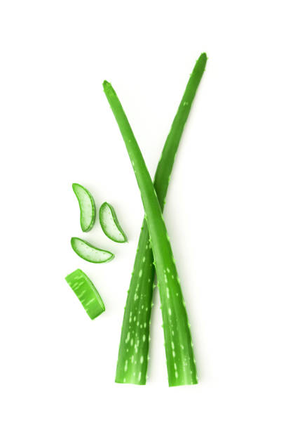 istock Tip of aloe vera two leaf with slices isolated on white background. 1422388828