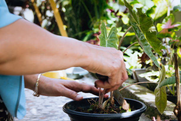 istock Planting Anthurium Crystallinum or Elephant Ear on a pot 1422396326
