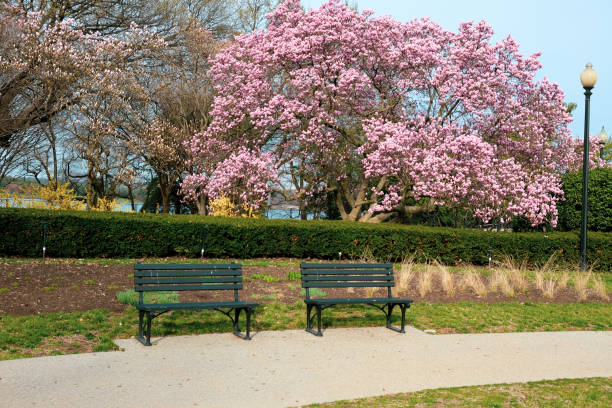 istock Cherry Blossoms at George Mason Park Washington, DC 1422396745