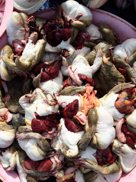 istock Group of frogs was eviscerated in a tray 1422399795