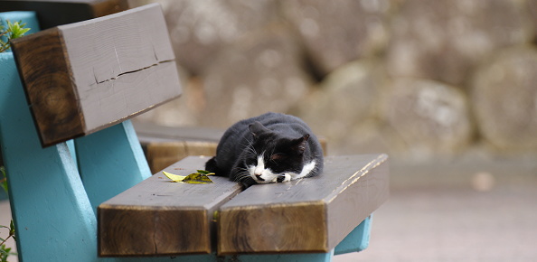 cat relaxing on a bench