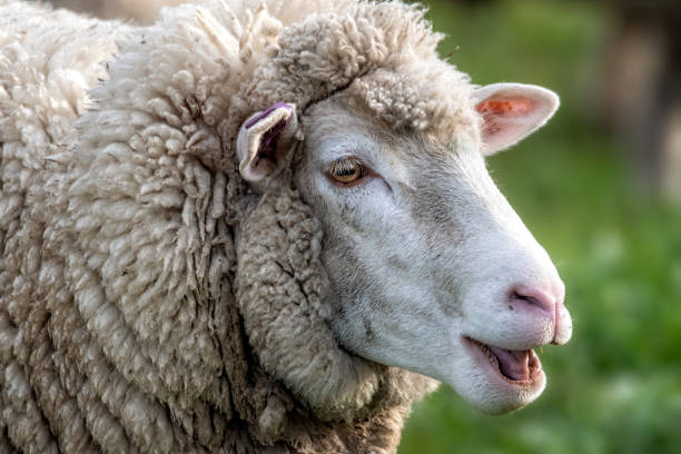 istock Merino Sheep out in the paddock 1422408413