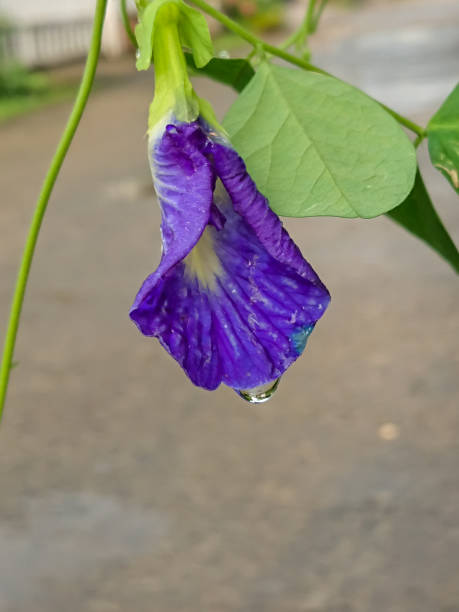 istock Morning dew on the blue flower petal 1422409329