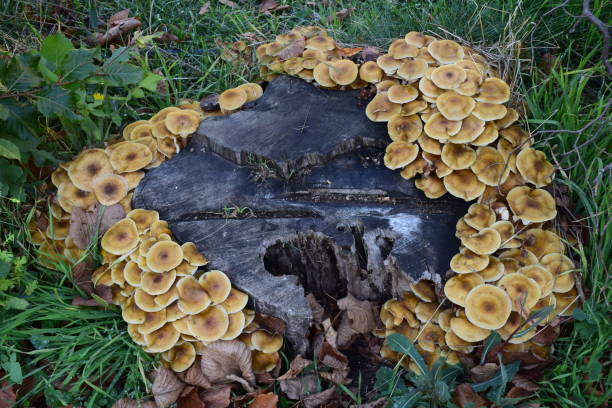 istock Mushroom family bordering tree stump 1422412280