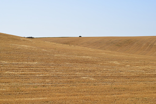 Barley straw landscape after harvest