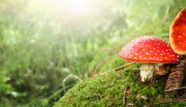 istock Red fly agaric mushroom on moos with defocused foliage. 1422416627