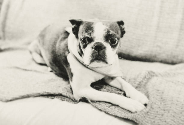 istock The old dog lady Henriette. 1422419364