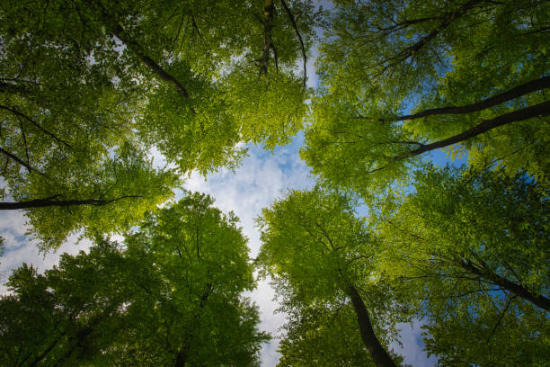 foto hasta la copa del árbol tomada desde abajo, primavera en alemania - deciduous tree forest tree nature fotografías e imágenes de stock