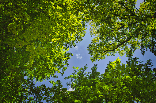 Green leaves against blue sky, shot with Hasselblad H3DII-50