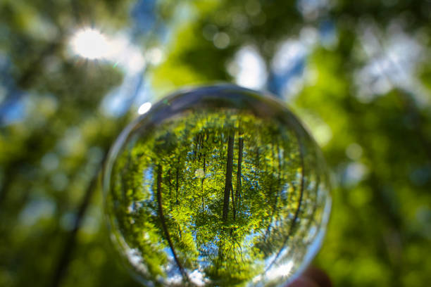 istock A beech woodland in spring with bluebells through a fish-eye lens seen through a floating crystal ball 1422423896