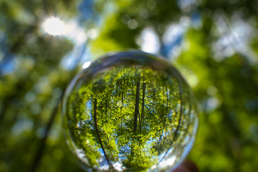 A beech woodland in spring with bluebells through a fish-eye lens Germany seen through a floating crystal ball